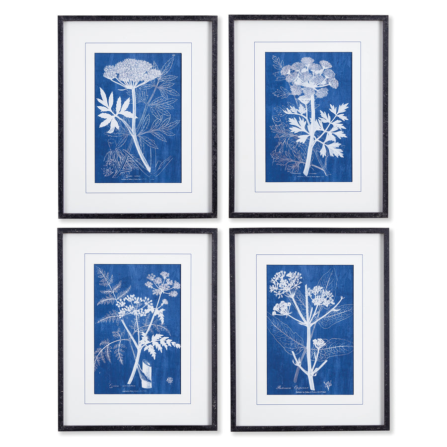 Wall Art - Cyanotype Queen Annes Lace Prints, Set Of 4