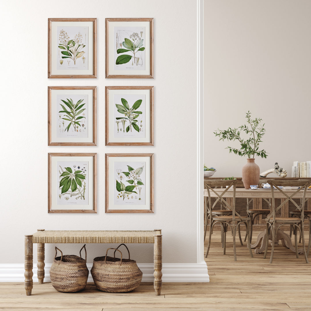 Classic Flower And Leaf Study, Set Of 6