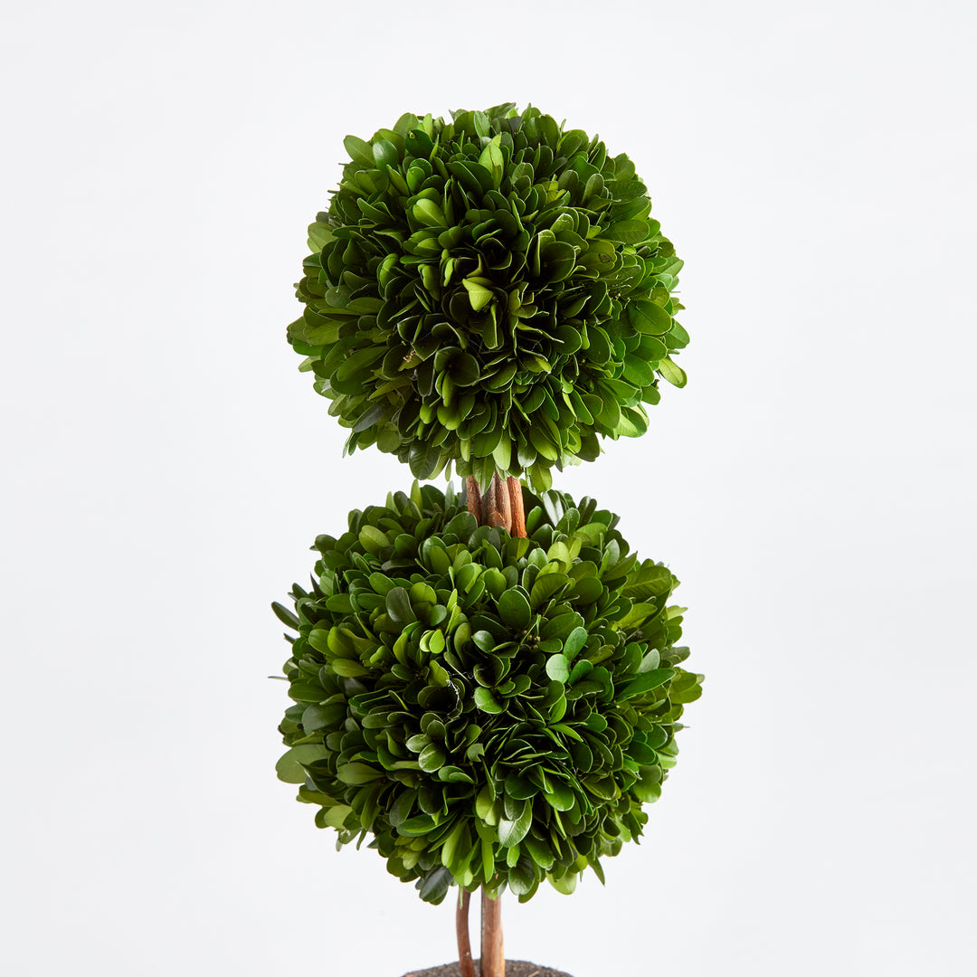 Boxwood Double Sphere Topiary Drop-In 20"