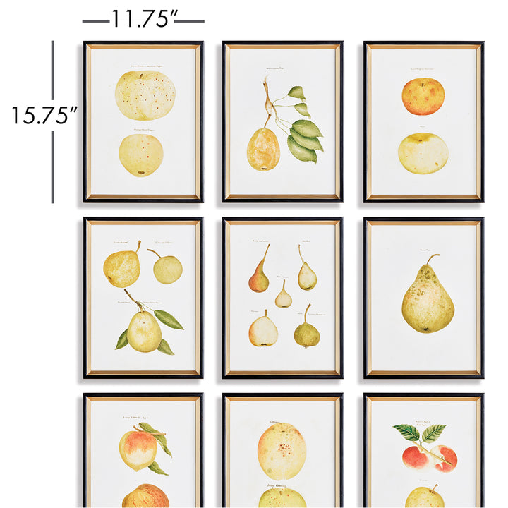 Assorted Fruits Study, Set Of 9