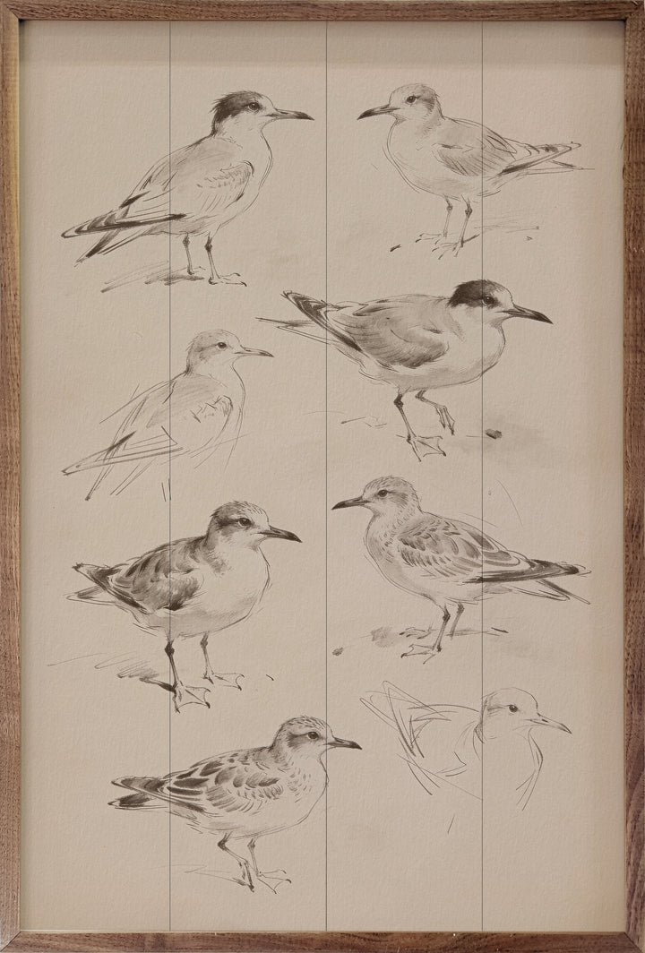 Coastal Shorebird Studies
