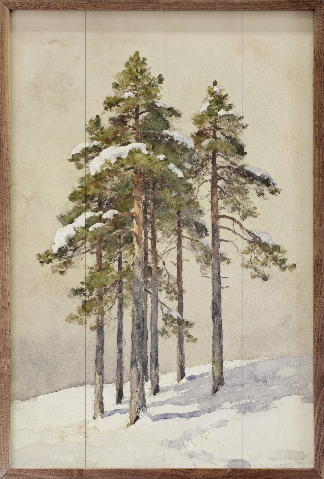 Group Of Cedar Trees