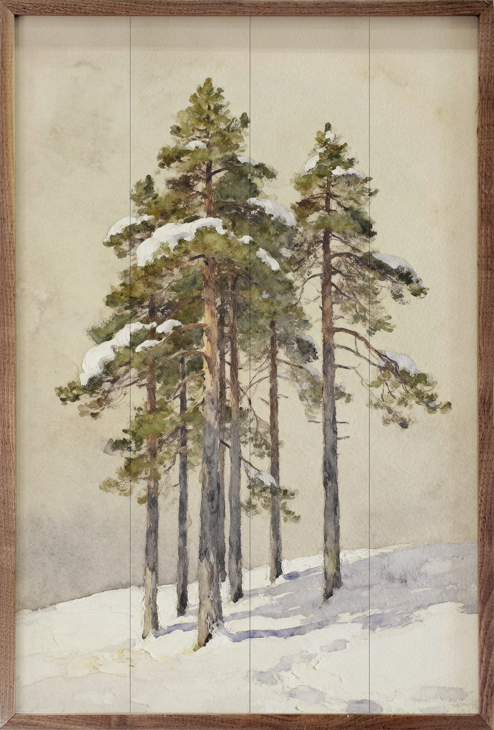 Group Of Cedar Trees