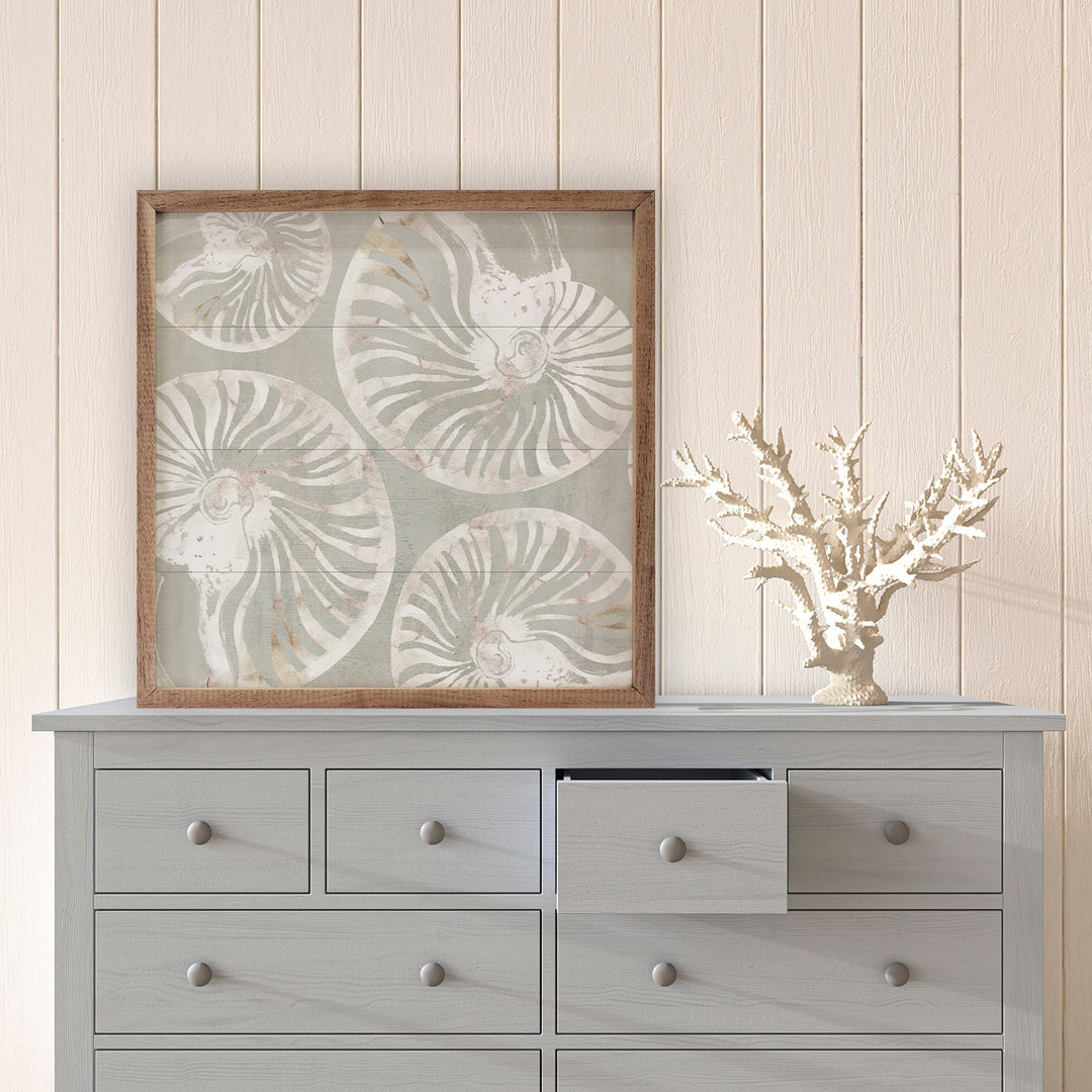 Nautilus Shell Collection By Carol Robinson