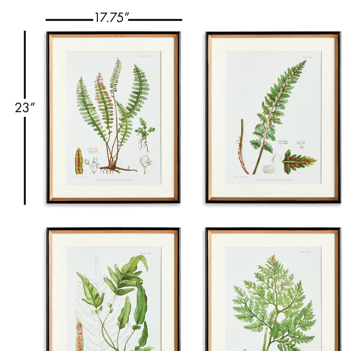 Structural Fern Study, Set Of 4