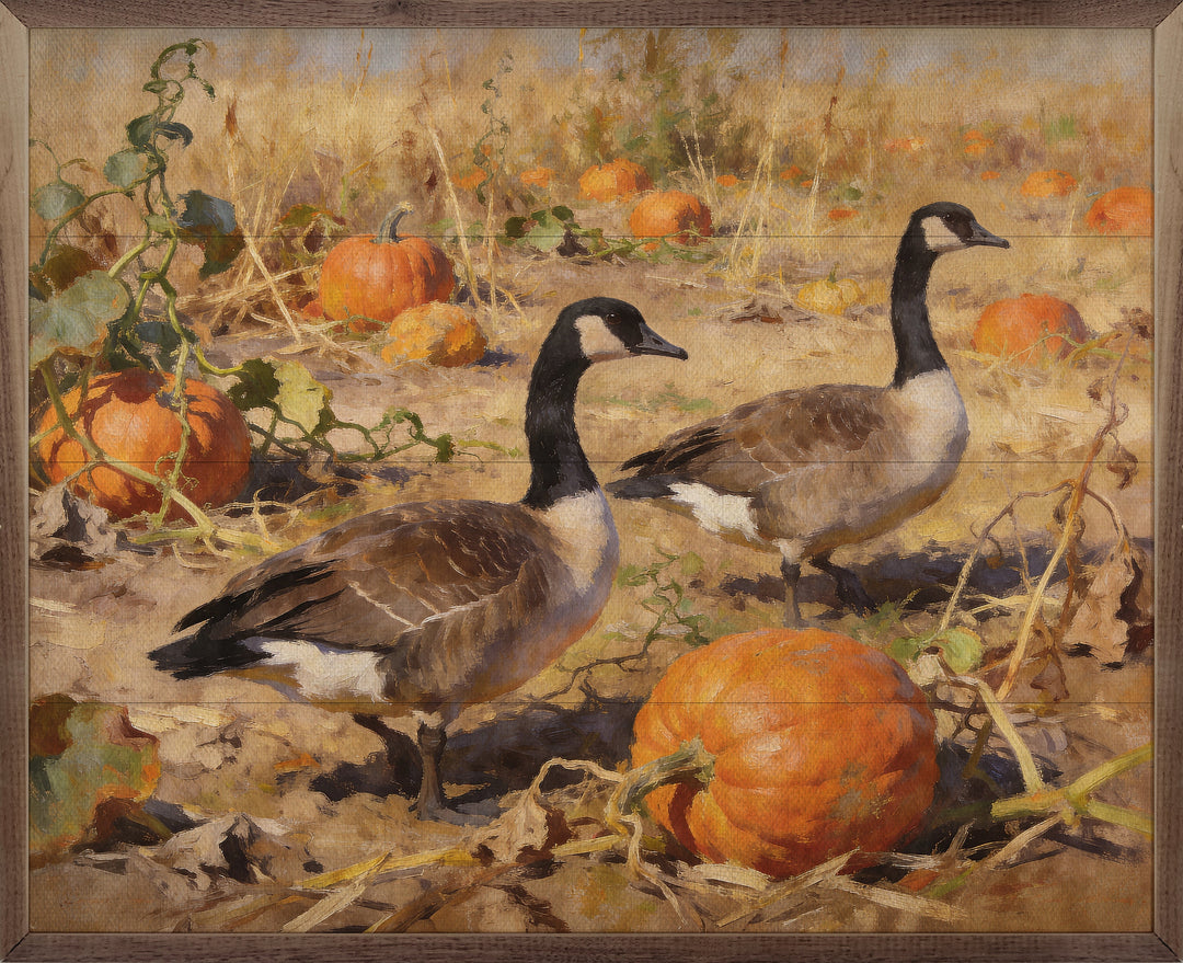 Canadian Geese In Autumn Field