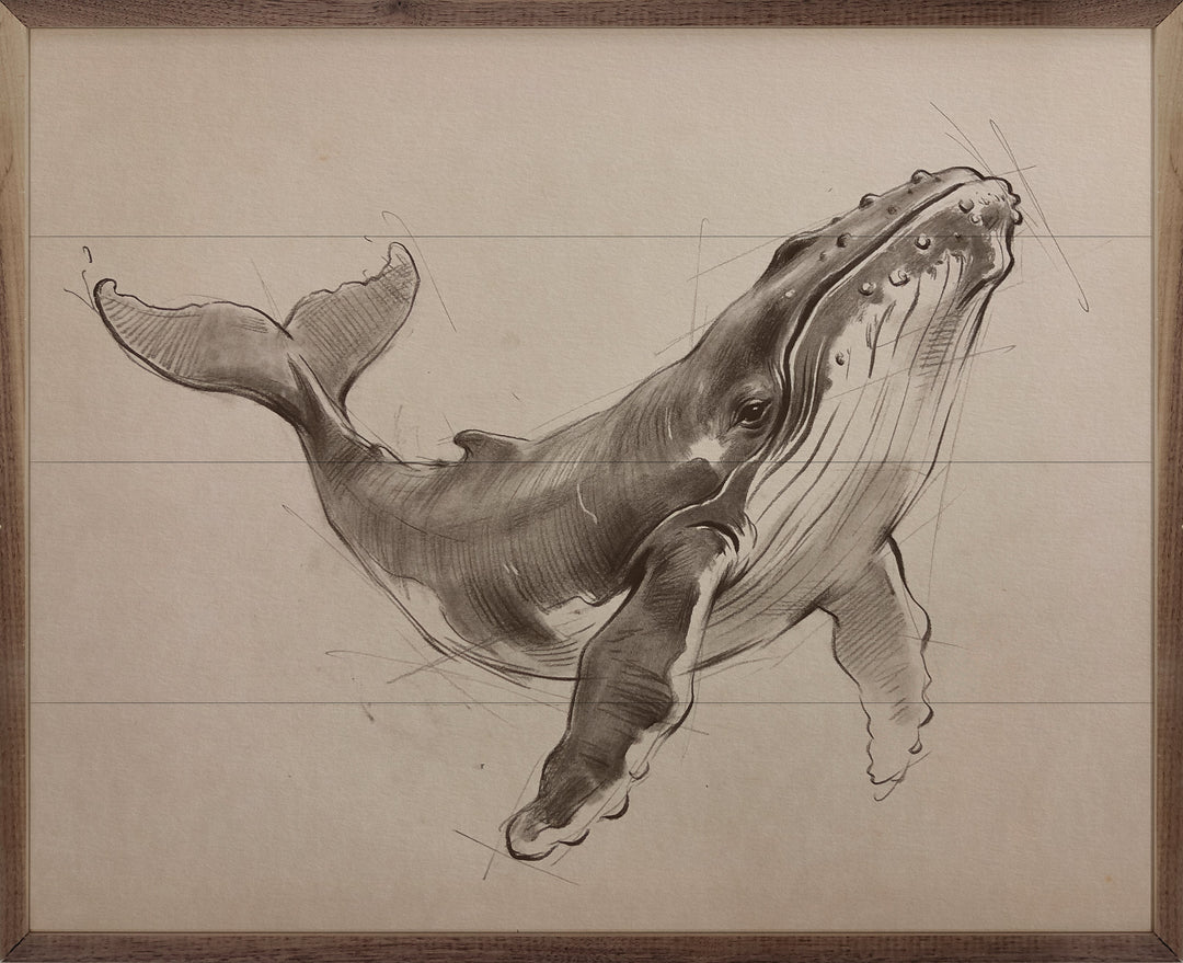 Sketch Of A Humpback Whale