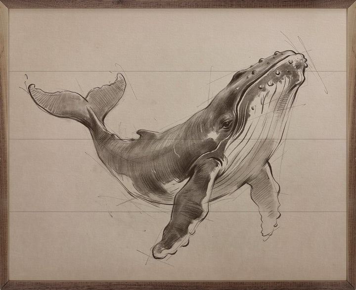 Sketch Of A Humpback Whale