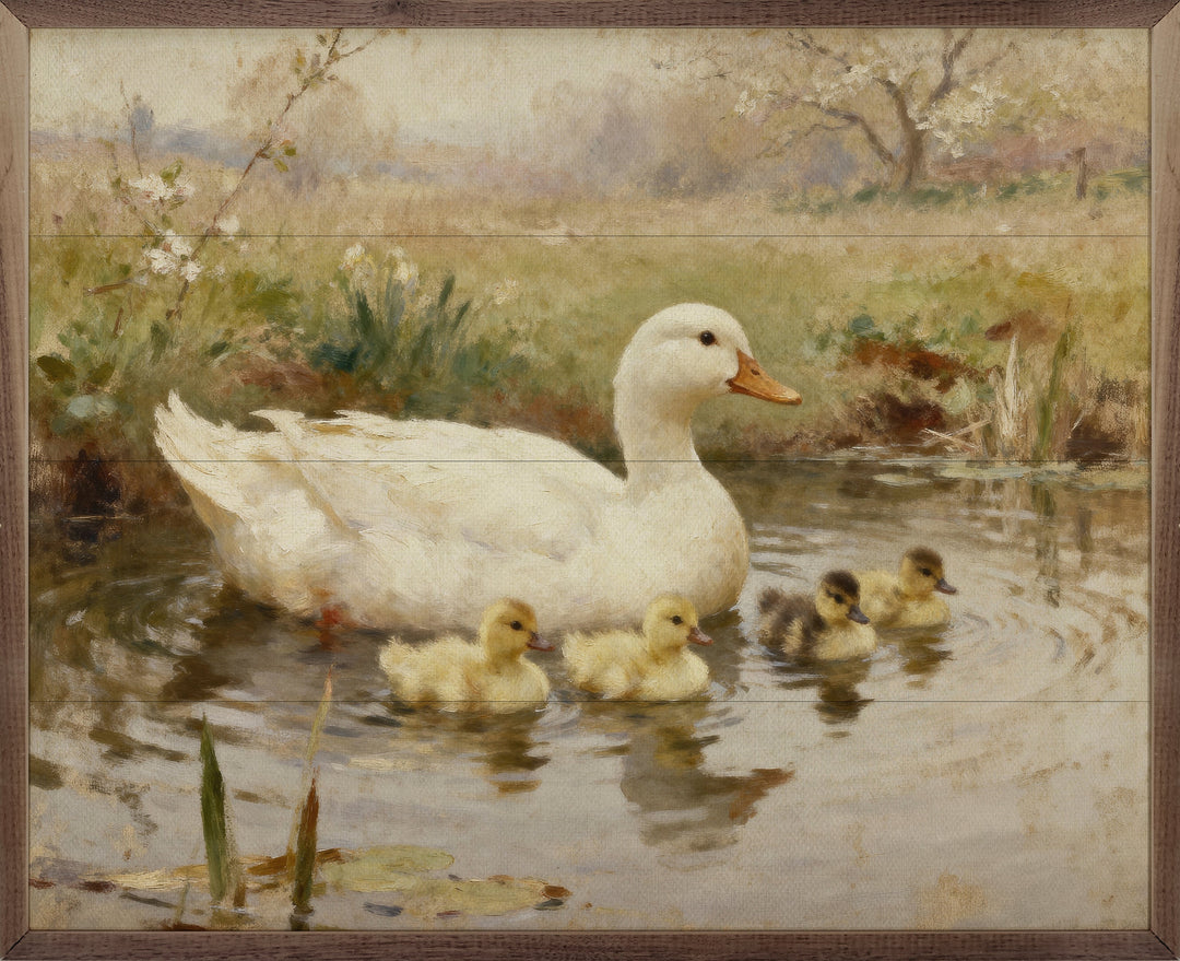 Swimming Ducklings