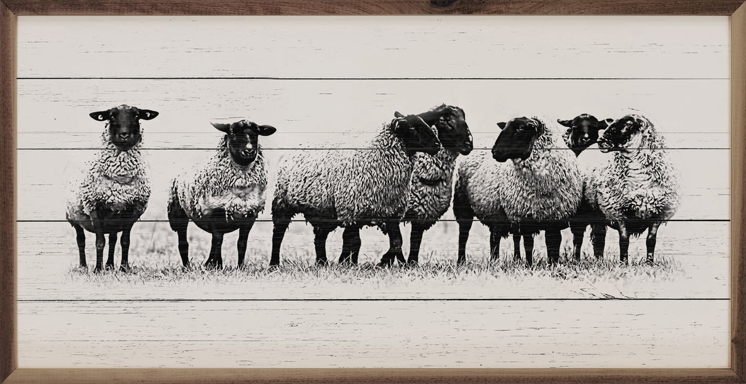 Flock Of Sheep Whitewash