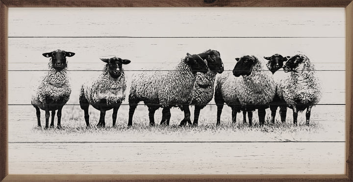 Flock Of Sheep Whitewash