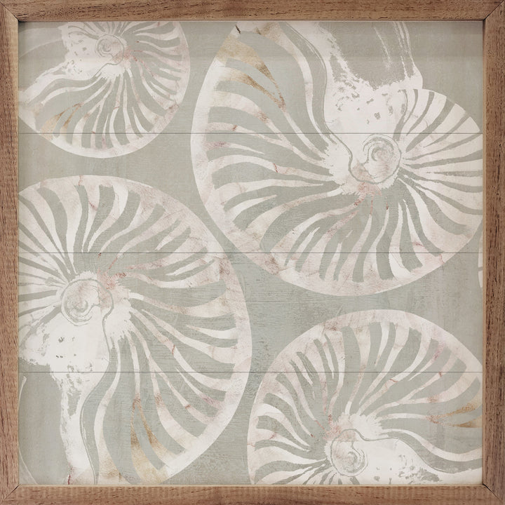Nautilus Shell Collection By Carol Robinson