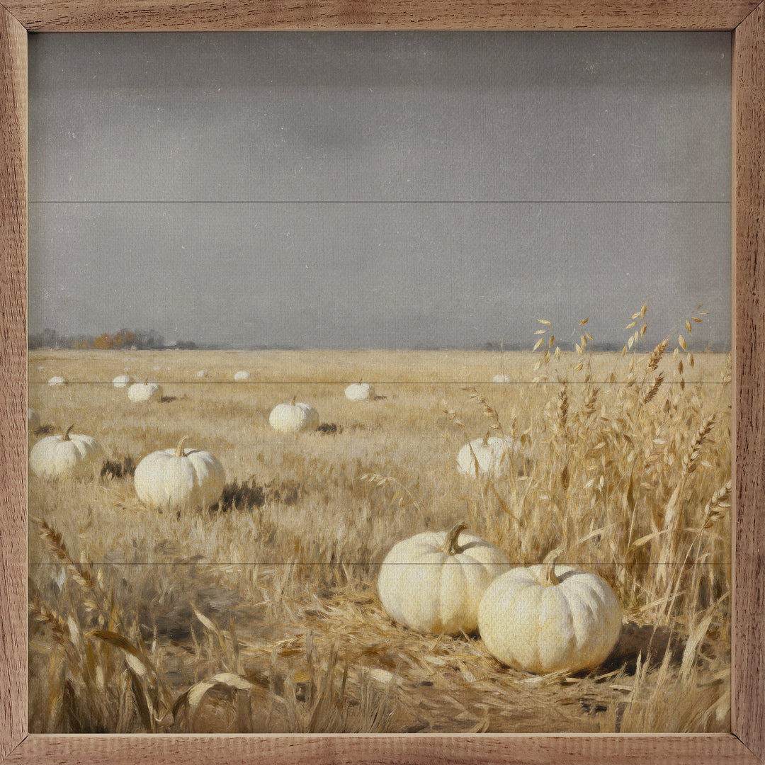 White Pumpkin Patch