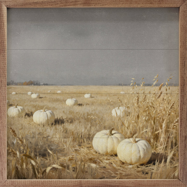 White Pumpkin Patch
