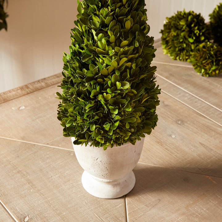 Boxwood Cone Topiary In Pot