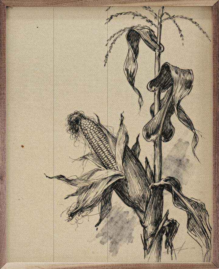 Corn Stalk