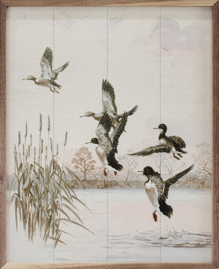 Wood Ducks On The Lake