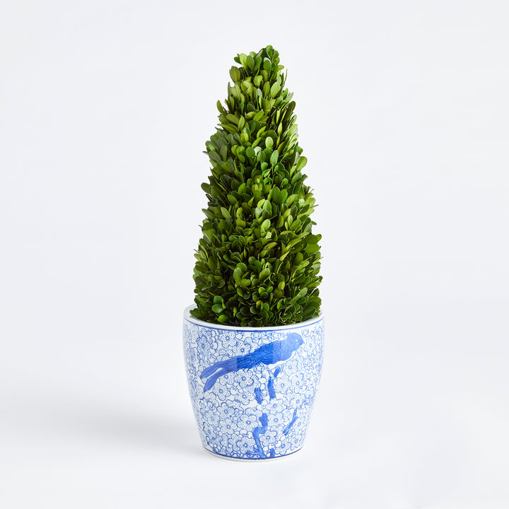 Boxwood Cone Topiary Drop-In 16"