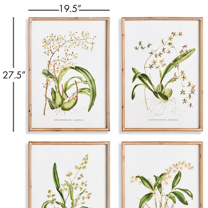 Orchid Assortment Study, Set Of 4