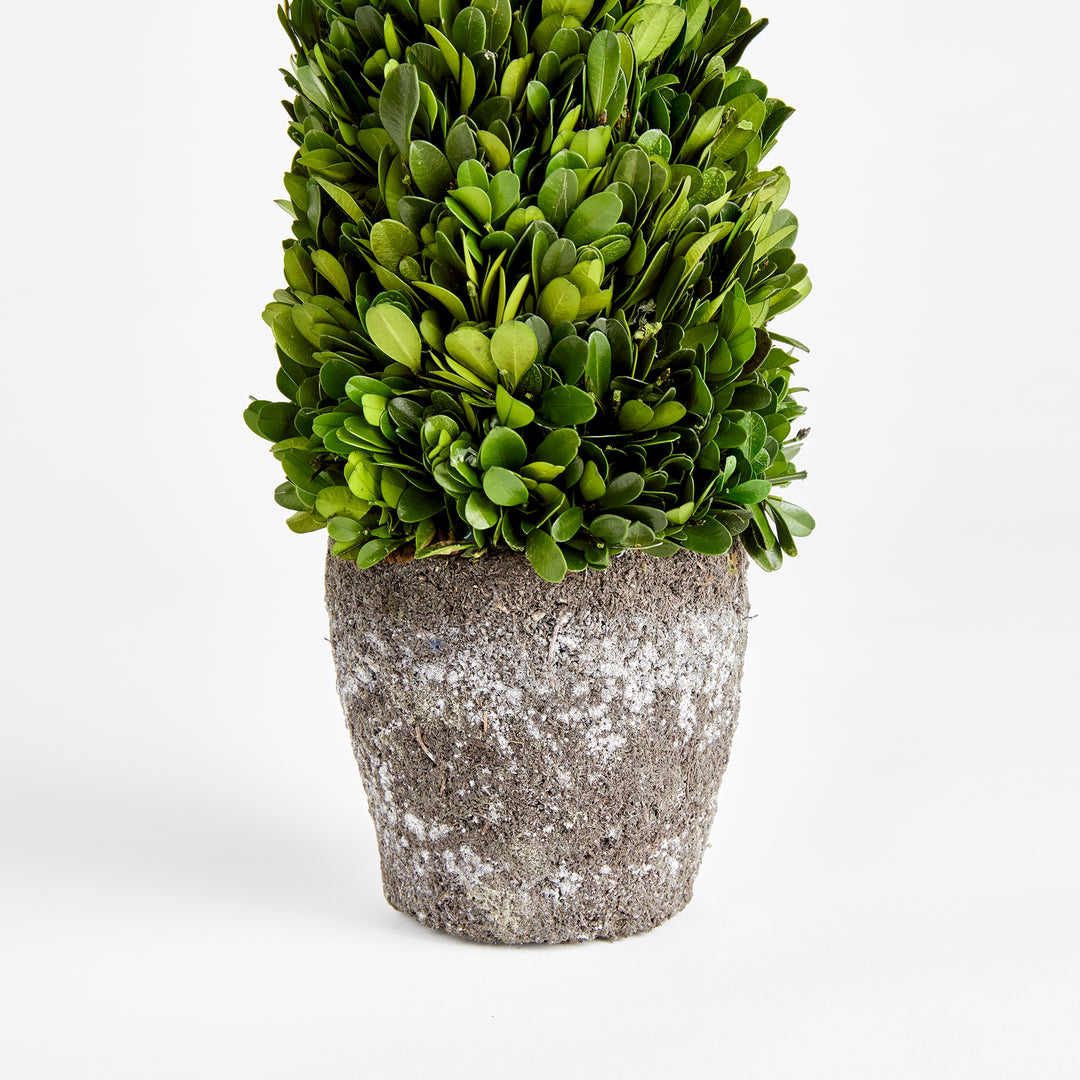 Boxwood Cone Topiary Drop-In 16"