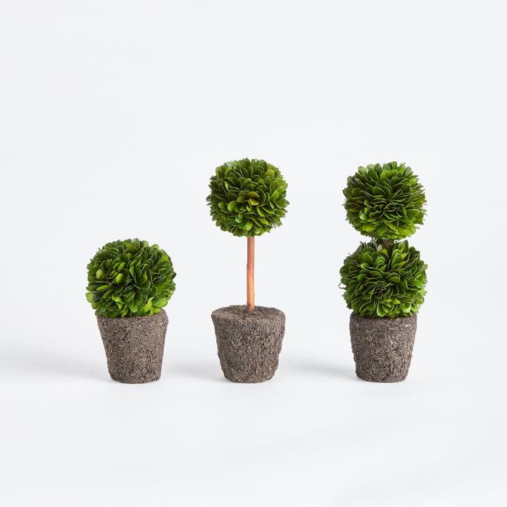 Boxwood Mini Topiary Drop-Ins, Set Of 3