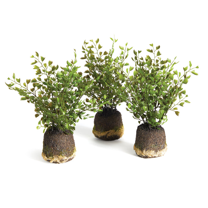 Maidenhair Drop-Ins, Set Of 3