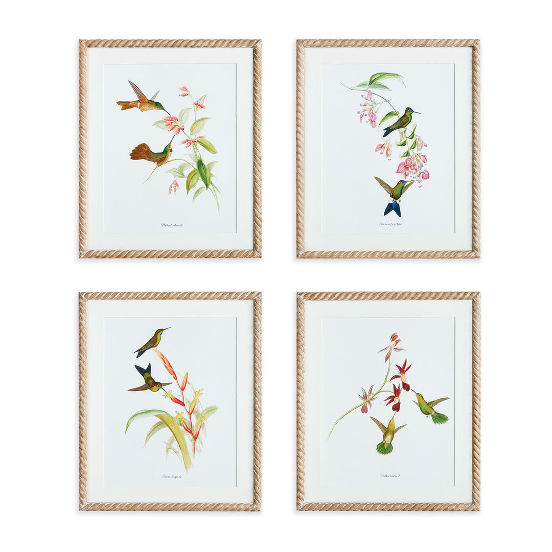 Playful Hummingbird Prints, Set Of 4