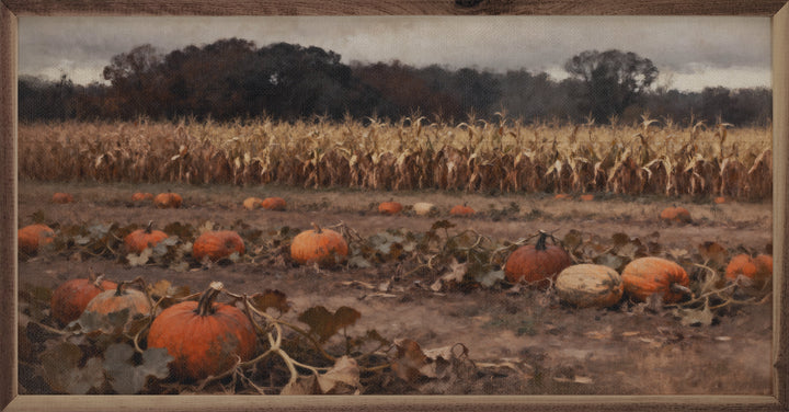 Pumpkin Patch With Corn Field