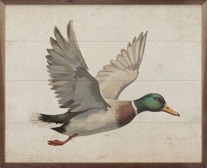 Duck