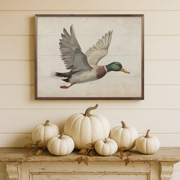 Duck