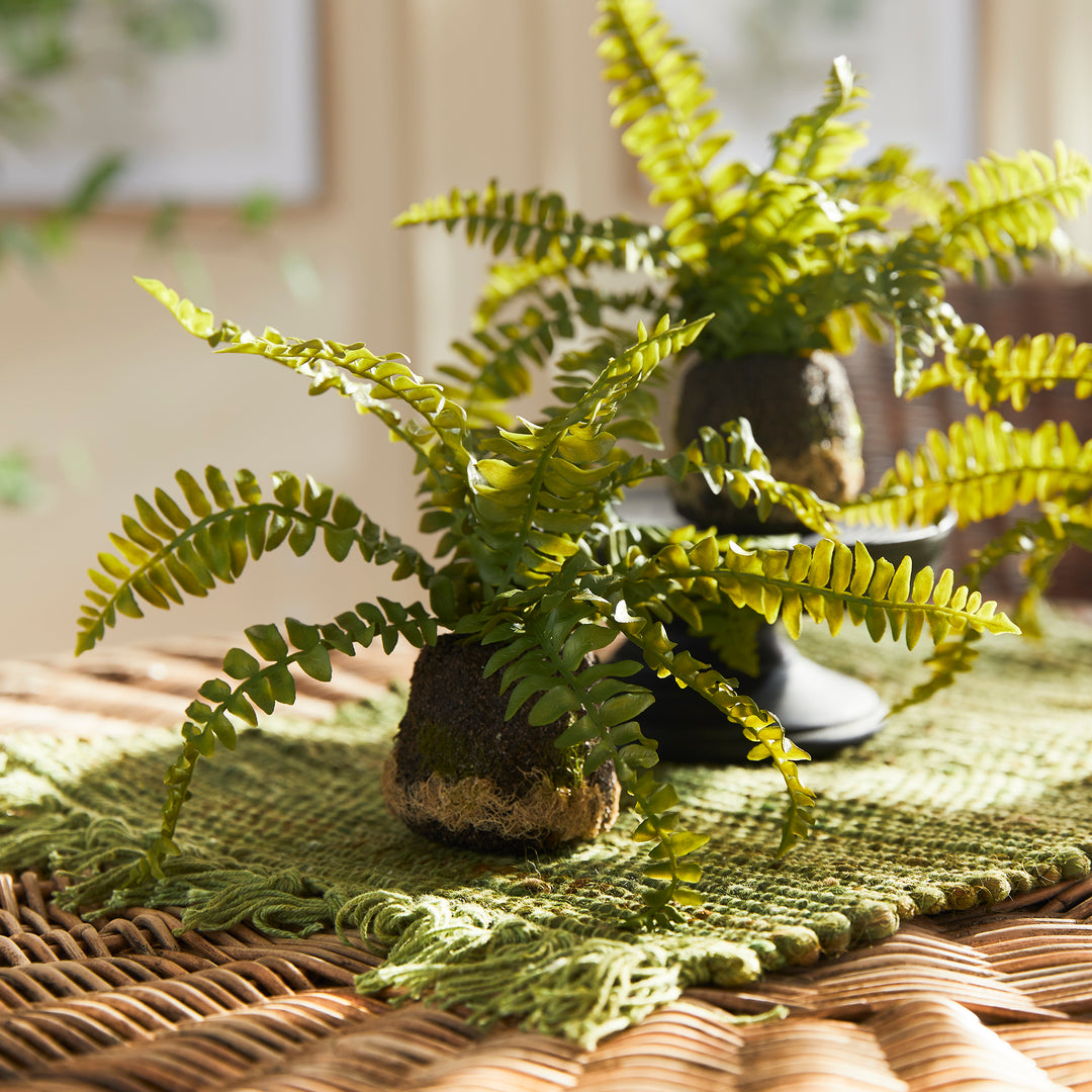 Boston Fern Drop-Ins, Set Of 3