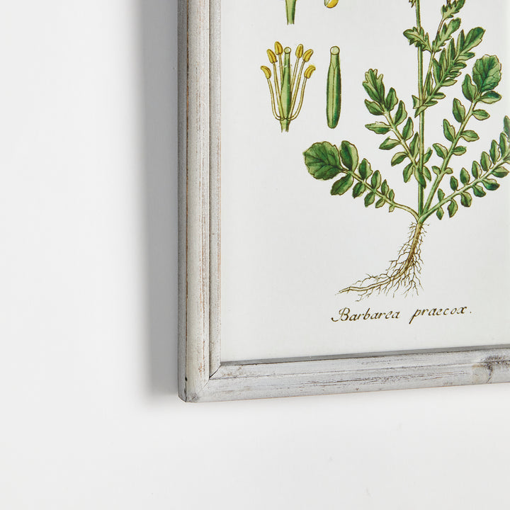 Perennial Botanical Study, Set Of 6