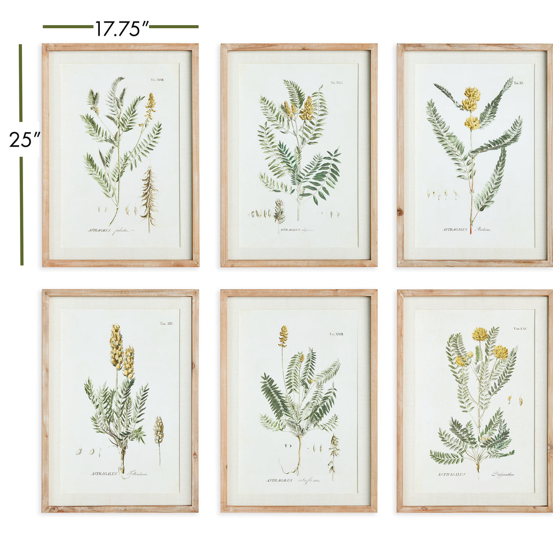 Mid-Summer Blooms Prints, Set Of 6