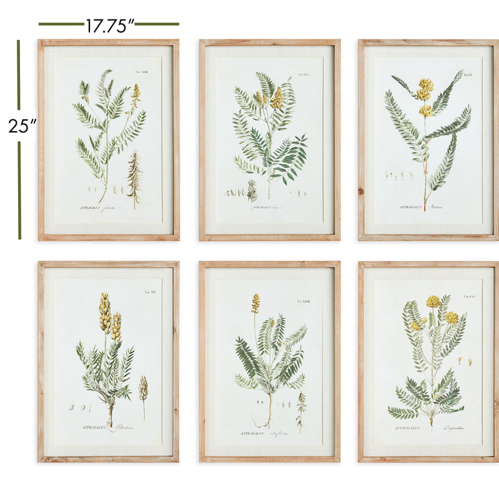 Mid-Summer Blooms Prints, Set Of 6