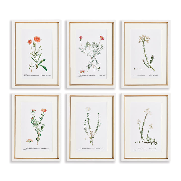 Flower Studies In Shades Of Blush, Set Of 6