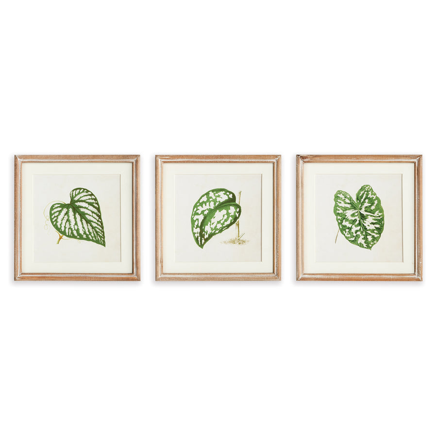 Leaf Cuttings Petite Prints, Set Of 3