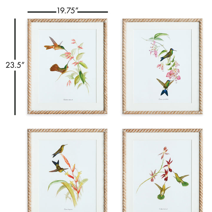 Playful Hummingbird Prints, Set Of 4