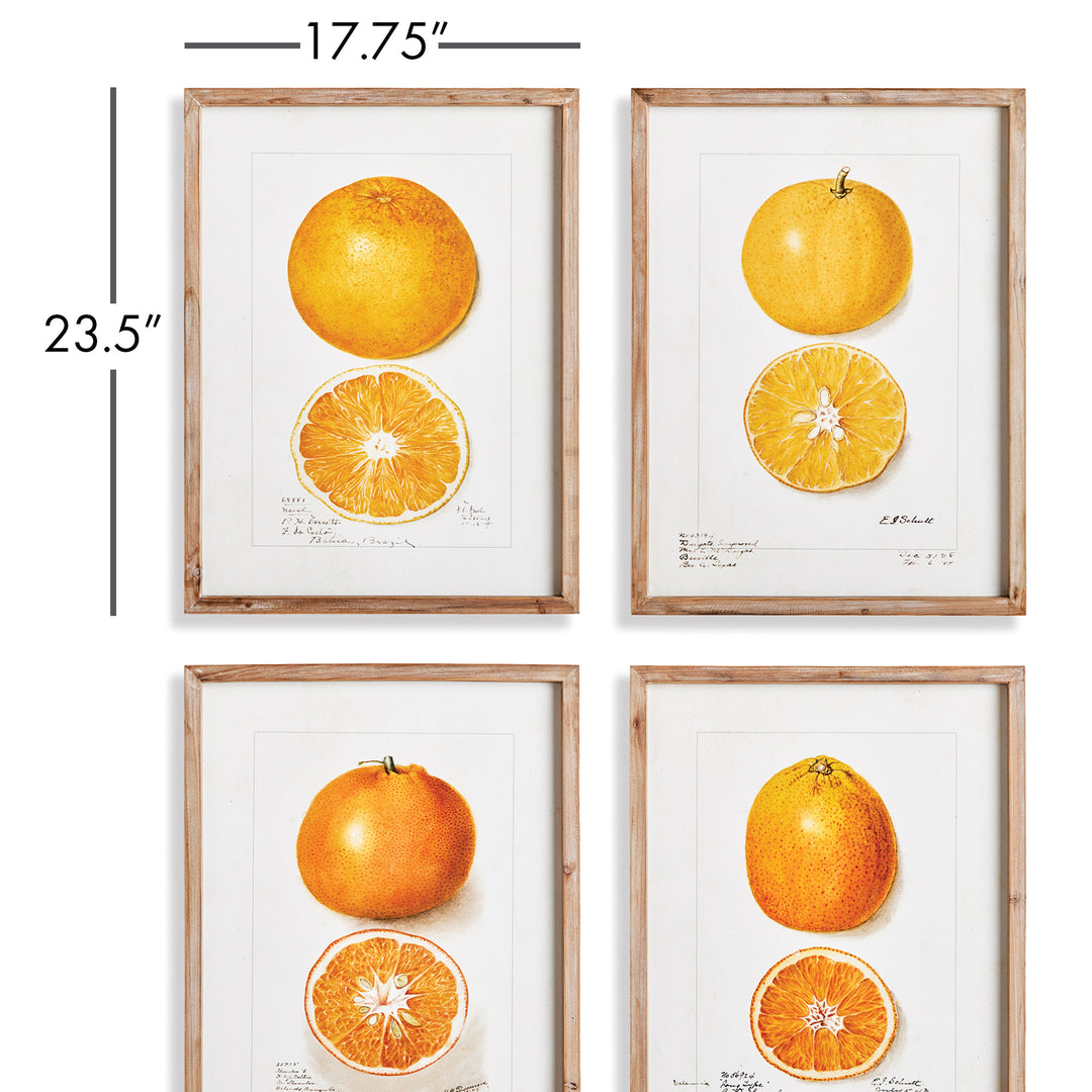 Citrus Study, Set Of 4