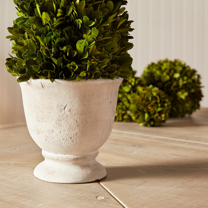 Boxwood Cone Topiary In Pot