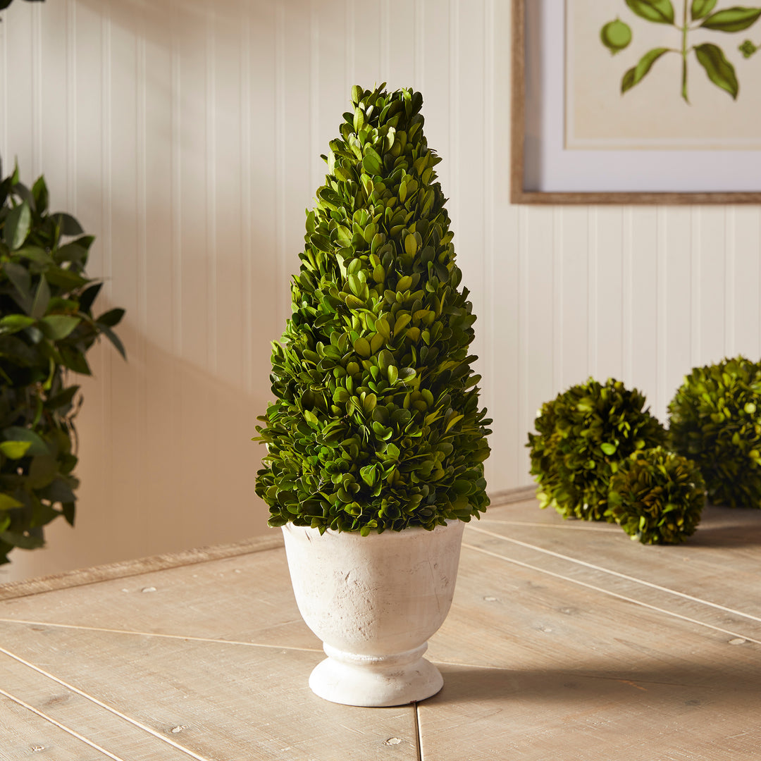 Boxwood Cone Topiary In Pot