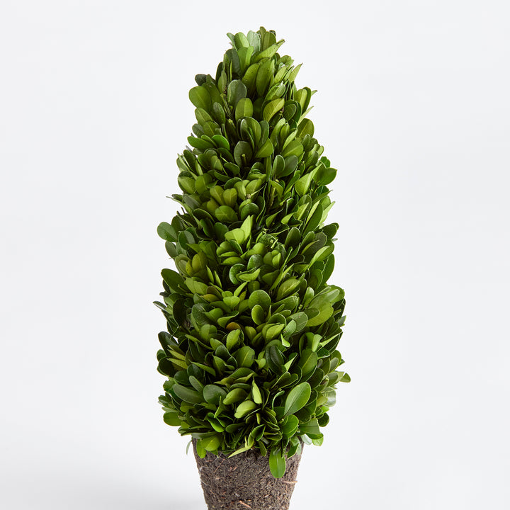 Boxwood Cone Topiary Drop-In 12"