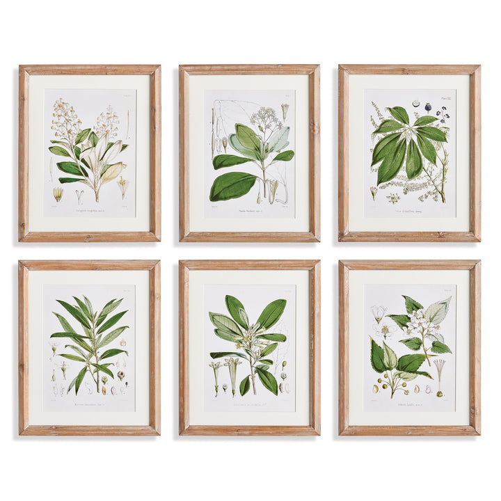 Classic Flower And Leaf Study, Set Of 6