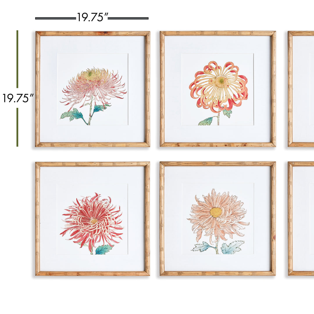 Colorful Chrysanthemum Prints St/6