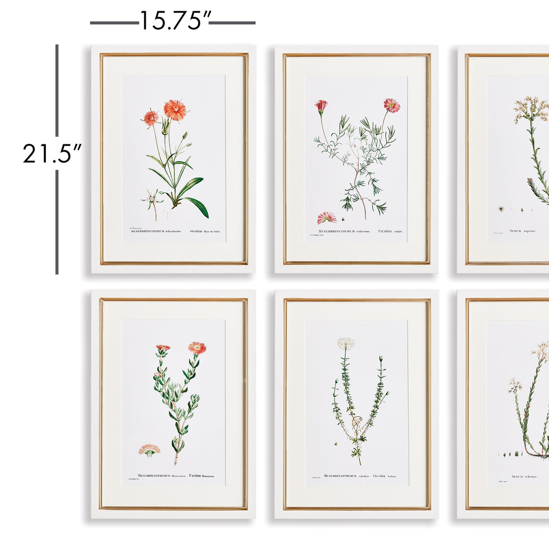 Flower Studies In Shades Of Blush, Set Of 6