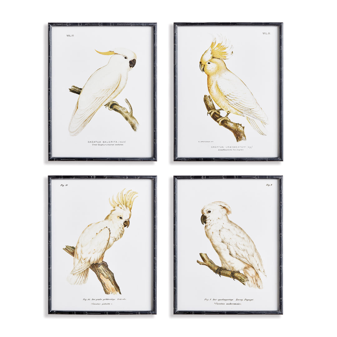 Parrot Study In White, Set Of 4