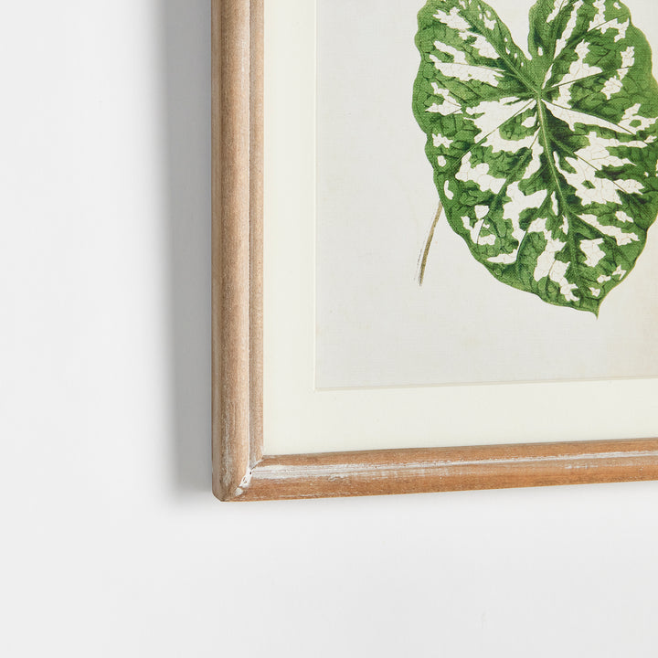 Leaf Cuttings Petite Prints, Set Of 3