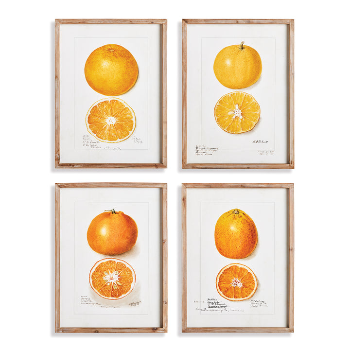 Citrus Study, Set Of 4