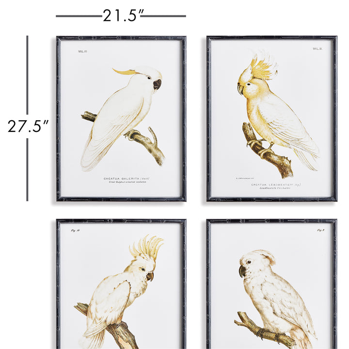 Parrot Study In White, Set Of 4