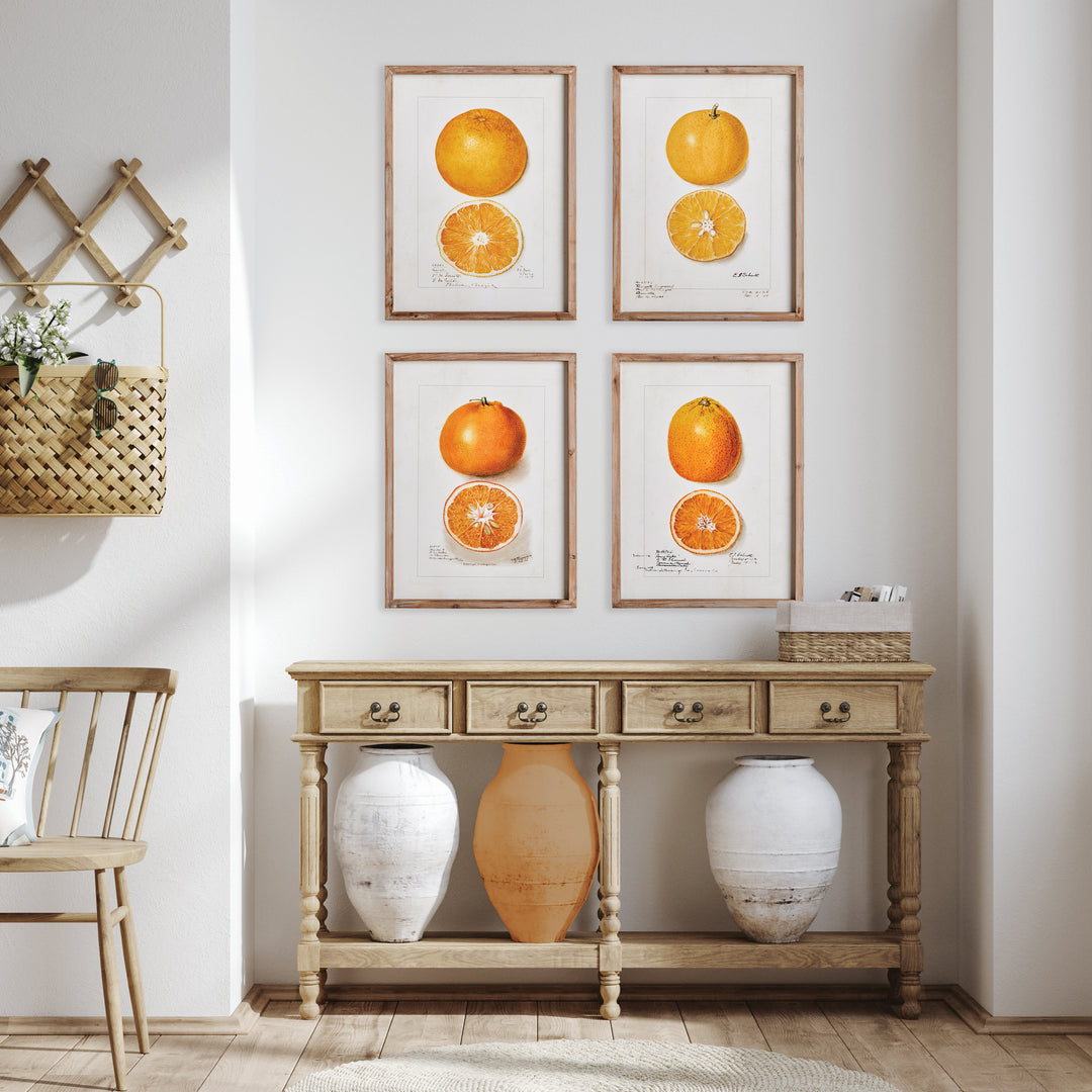 Citrus Study, Set Of 4