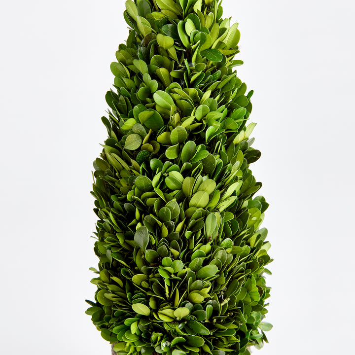 Boxwood Cone Topiary Drop-In 16"